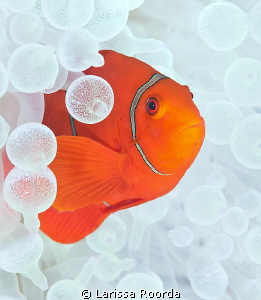 Tomato Clownfish in White anemone. by Larissa Roorda 